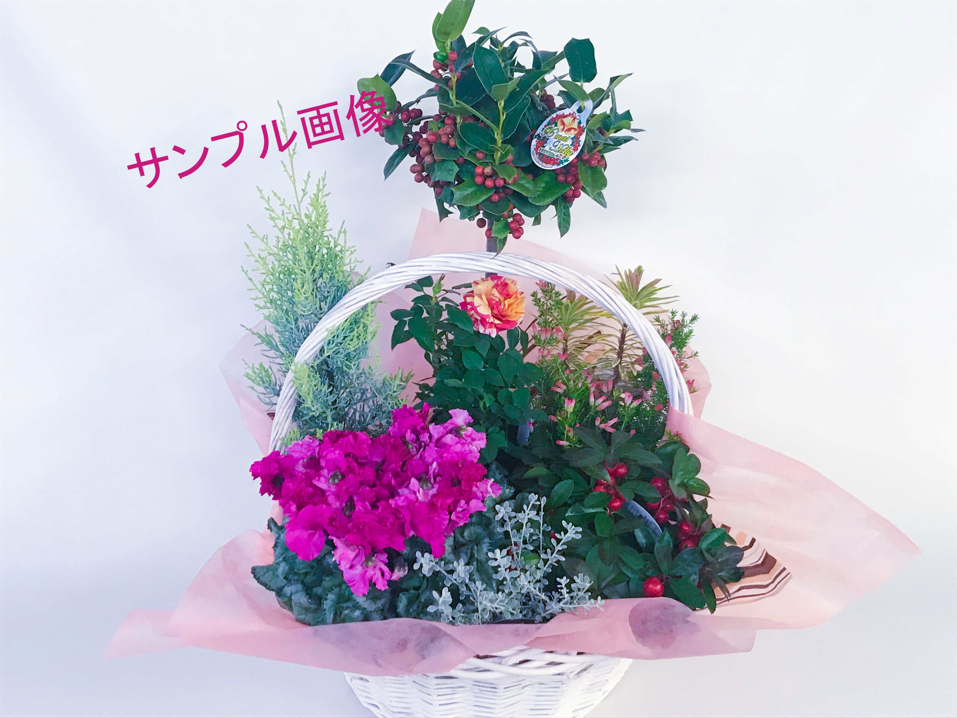 花かのん 鉢物 鉢花19 1